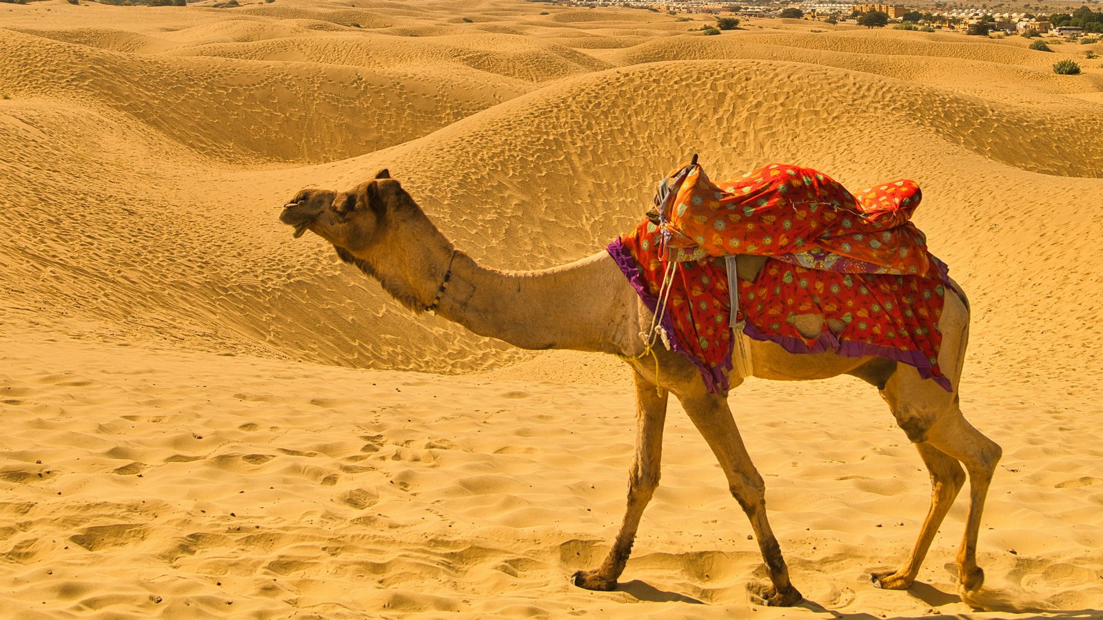 Desert Safari & Culture Experience